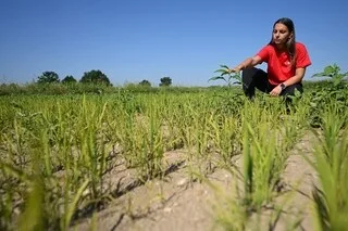 SÉCHERESSE, IMPORTATIONS, CHUTE DES PRIX : LE RIZ ITALIEN SOUS PRESSION