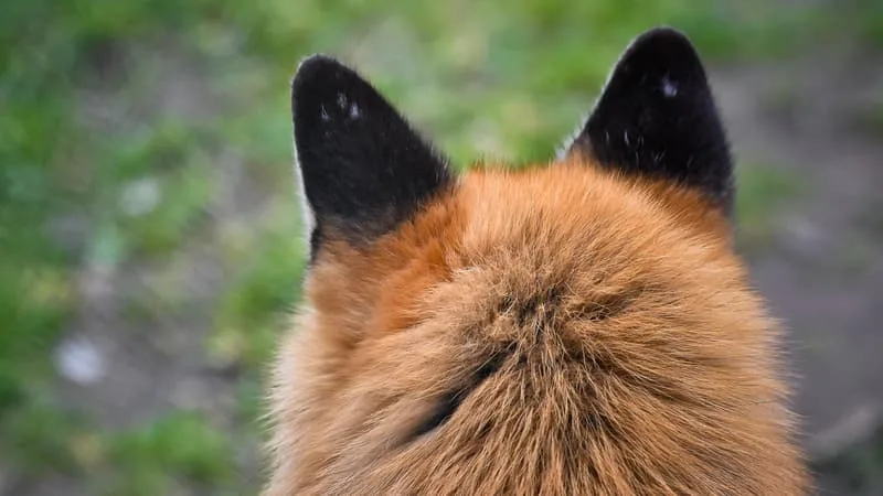 UN RENARDEAU SAUVÉ: LA PRÉFECTURE DU RHÔNE ABROGE L’ARRÊTÉ AUTORISANT L’ABATTAGE DE L’ANIMAL PRÈS DE LYON