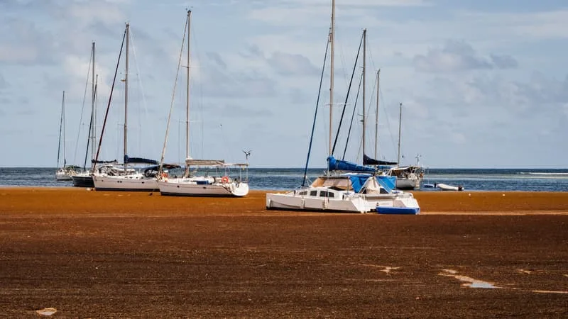 EAU CONTAMINÉE PAR DES GERMES, SÉCHERESSE… LA GUADELOUPE SUBIT UNE DOUBLE CRISE DE L’EAU