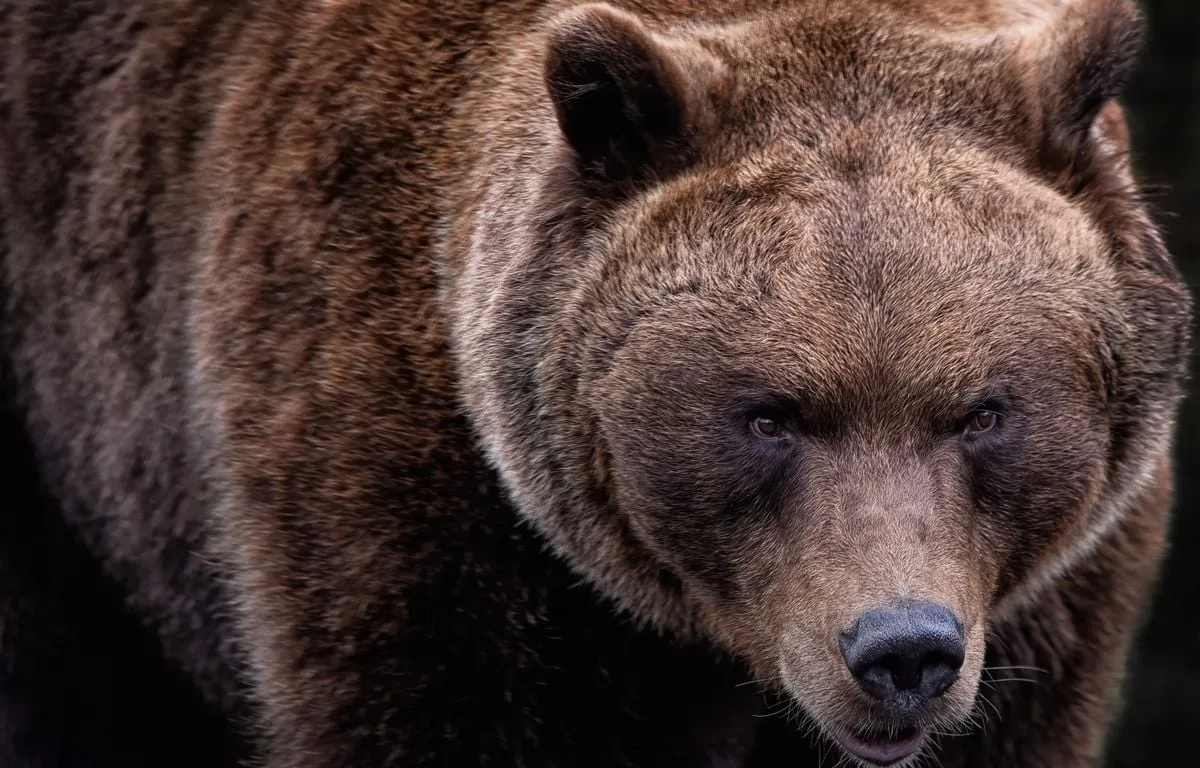 ÉTATS-UNIS : UN HOMME SURVIT À UNE ATTAQUE DE GRIZZLY PENDANT UNE RANDONNÉE