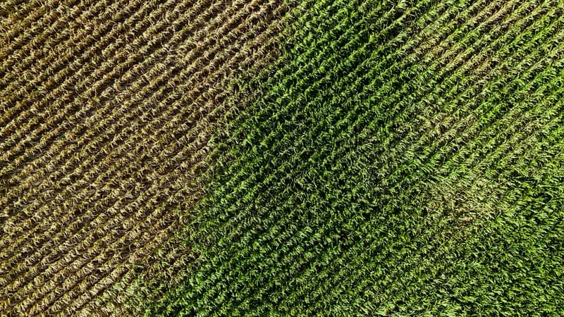 30% D’HERBICIDES EN MOINS: EN ALSACE, DES AIDES AUX AGRICULTEURS QUI PRÉSERVENT L’EAU (ET C’EST « TRÈS RENTABLE » POUR LES AGRICULTEURS)