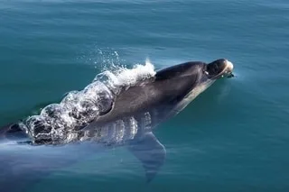 LE ZOO DE BEAUVAL RENONCE À SON PROJET DE CENTRE D’ACCUEIL DE DAUPHINS