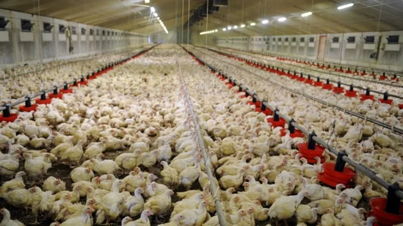 8.500 POULETS SONT MORTS DANS UN ÉLEVAGE DU PAS-DE-CALAIS, SUR FOND « DE TRÈS FORTES CHALEURS »