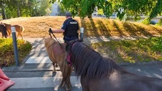 « C’EST FOLKLORIQUE » : DES PONEYS S’ÉCHAPPENT ET PROVOQUENT LA FERMETURE D’UN AXE TRÈS FRÉQUENTÉ EN MAINE-ET-LOIRE