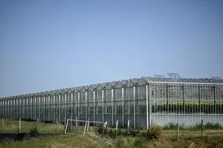 PRÈS DU MONT-SAINT-MICHEL, LE PROJET CONTESTÉ D’EXTENSION DES SERRES GÉANTES