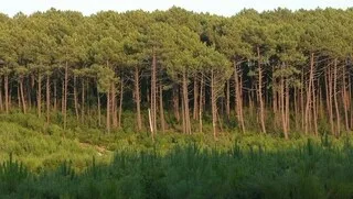 LES FORÊTS PEUVENT PARFOIS ÉMETTRE PLUS DE CO₂ QU’ELLES N’EN STOCKENT, ET CE N’EST PAS SEULEMENT DÛ AUX INCENDIES