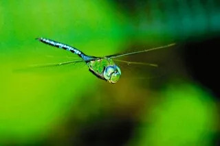 CINQ CHOSES À SAVOIR SUR LES LIBELLULES, CES ÉTONNANTS INSECTES PROGRAMMÉS POUR LA CHASSE