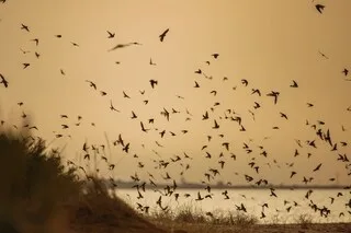 OBSERVER LES OISEAUX, ÉCOUTER LES CHAUVES-SOURIS… VOICI QUELQUES IDÉES DE SORTIE NATURE ORGANISÉES PAR LA LPO EN VENDÉE