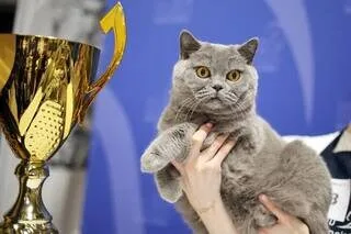 DANS CE PAYS, COMMENT MAXIMUS, LE CHAT DU PREMIER MINISTRE, EST DEVENU PLUS CÉLÈBRE QUE SON MAÎTRE