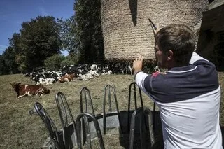 « LA PLUIE, CE SERAIT DU BEAU TEMPS » : MÊME DANS LE « VERT » COTENTIN, LES PRAIRIES BRÛLÉES PAR L’ÉTÉ CANICULAIRE