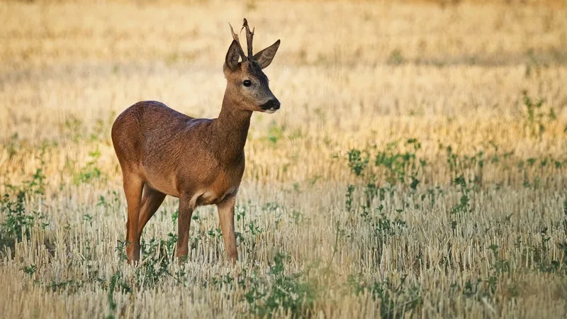 « ACCORDER LE RÉPIT NÉCESSAIRE AUX ANIMAUX SURVIVANTS »: UN APPEL À MANIFESTER LE 24 OCTOBRE CONTRE LA CHASSE APRÈS LES INCENDIES DE L’ÉTÉ