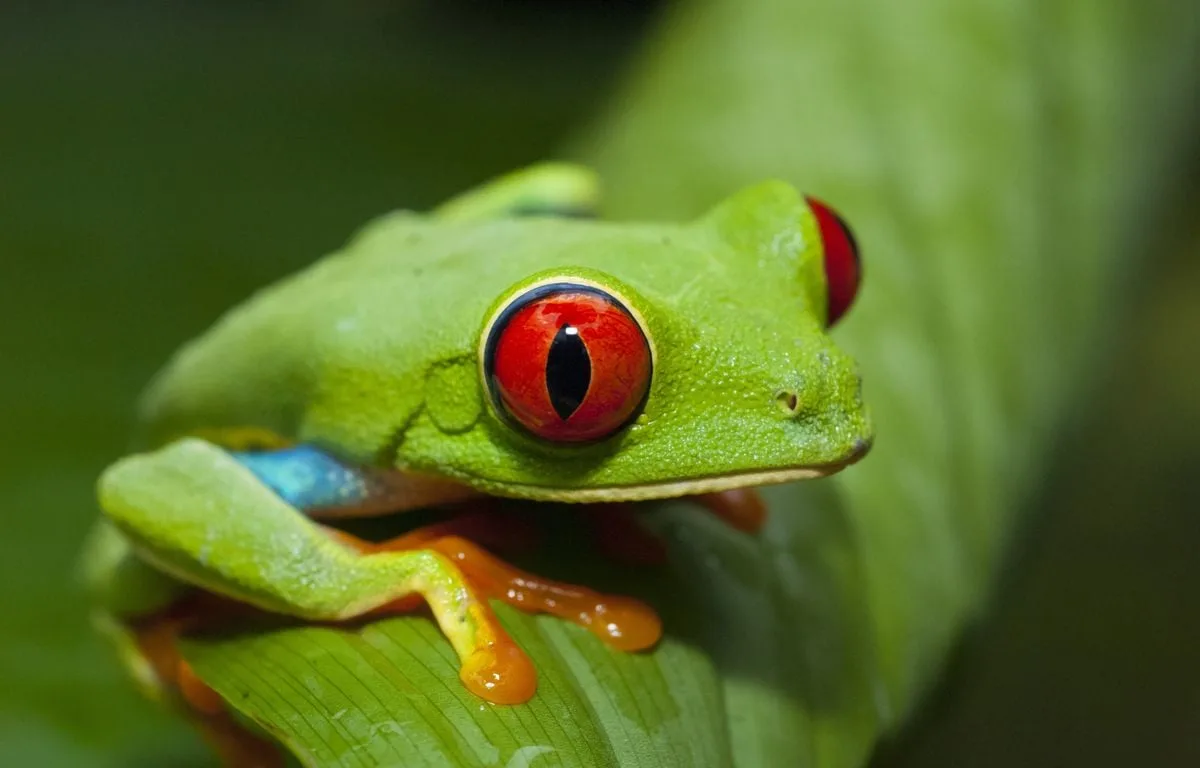 ESPAGNE : IGUANE VERT ALBINOS, RAINETTES AUX YEUX ROUGES… UN RÉSEAU DE TRAFIC D’ANIMAUX EXOTIQUES DÉMANTELÉ