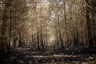 INCENDIE DE FONTAINEBLEAU : LA CAGNOTTE SOLIDAIRE POUR « SAUVER LA FORÊT » ATTEINT 780 000 € DE DONS