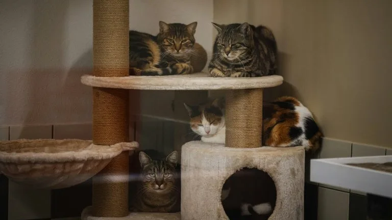 « BEAUCOUP ÉTAIENT APEURÉS »: 50 CHATS RETROUVÉS ABANDONNÉS DANS UN APPARTEMENT À POITIERS