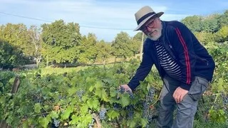 RÉCHAUFFEMENT CLIMATIQUE : DES BÉNÉVOLES RECHERCHÉS POUR VENDANGER À LA FLÈCHE, PLUS TÔT QUE PRÉVU