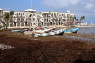 PLAGES DÉSERTES ET « ODEUR INSUPPORTABLE » : LE MEXIQUE LUTTE CONTRE LES SARGASSES